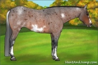 Horse Color:White Spotted Bay Roan Frame