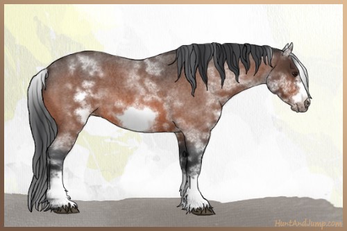 Horse Color:White Spotted Brown Roan Frame