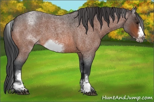 Horse Color:White Spotted Bay Roan Frame 