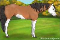 Horse Color:Bay Splash 