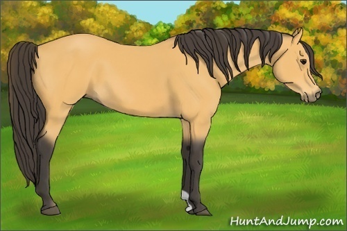 Horse Color:Unknown 