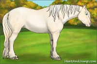 Horse Color:Buckskin Roan Pearl  and Silver Buckskin Roan Pearl 