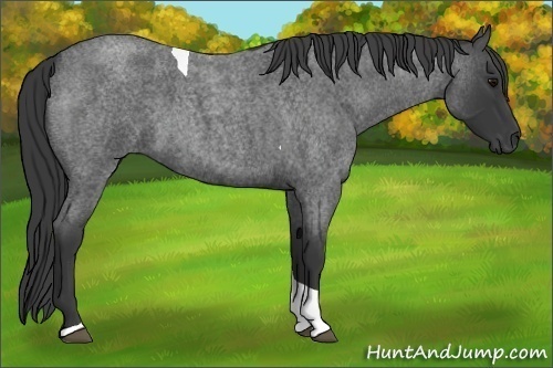 Horse Color:Blue Roan Tobiano 