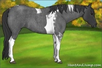 Horse Color:Blue Roan Tobiano