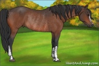 Horse Color:Bay Rabicano  and Bay Rabicano 
