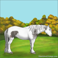 Horse Color:Grullo Sabino Splash Tobiano
