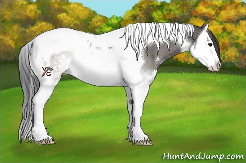 Horse Color:Grullo Sabino Splash Tobiano Rabicano 