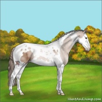 Horse Color:Black Pearl Splash Tobiano