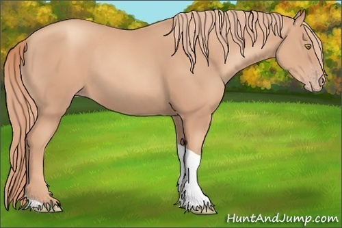 Horse Color:Gold Champagne Tobiano 