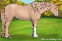 Horse Color:Gold Champagne Tobiano 