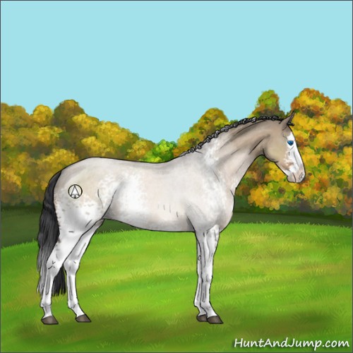 Horse Color:White Spotted Brown Dun Sabino Splash Rabicano