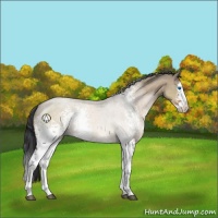 Horse Color:White Spotted Brown Dun Sabino Splash Rabicano 