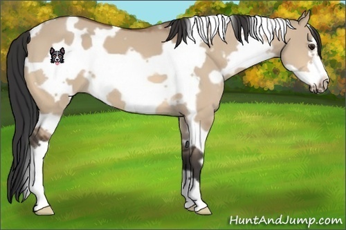 Horse Color:White Spotted Bay Dun Frame 