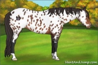 Horse Color:Bay Appaloosa 