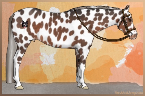 Horse Color:Liver Chestnut Appaloosa 