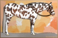 Horse Color:Liver Chestnut Mushroom Leopard 