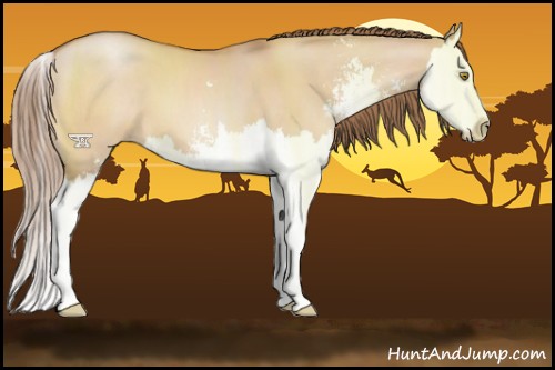 Horse Color:Bay Pearl Dun Sabino Splash 