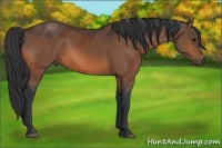 Horse Color:Bay Rabicano and Bay Rabicano