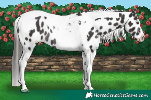 Horse Color:Liver Chestnut Tobiano Appaloosa Rabicano 