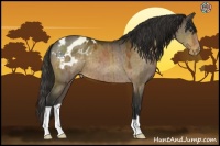 Horse Color:Brown Dun Appaloosa Brindle 