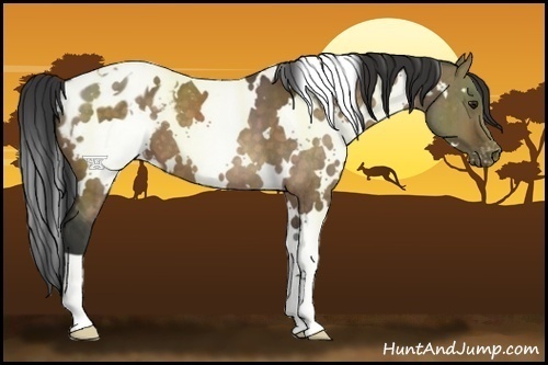 Horse Color:White Spotted Brown Dun Appaloosa Brindle