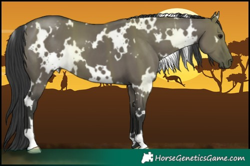 Horse Color:White Spotted Grullo 