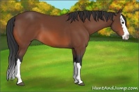 Horse Color:Bay Splash 