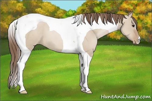 Horse Color:Grullo Pearl Tobiano