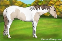 Horse Color:Grullo Pearl Tobiano 