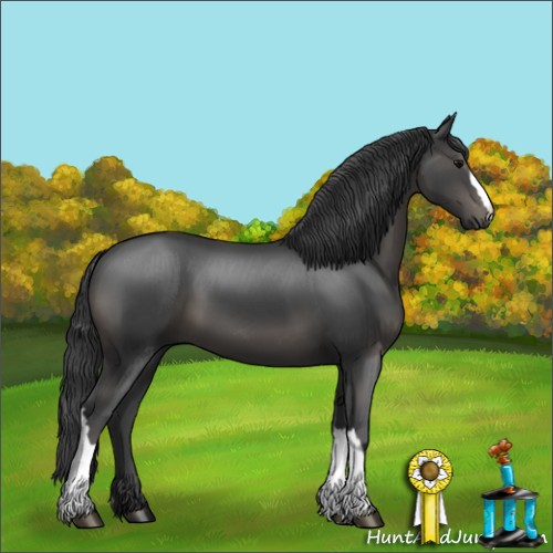 Horse Color:Black 