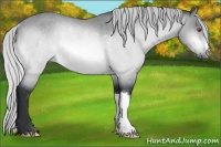 Horse Color:Silver Brown Chinchilla Rabicano