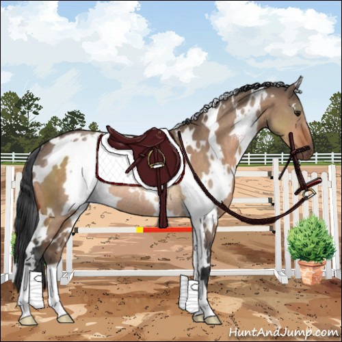 Horse Color:White Spotted Brown Dun Rabicano 