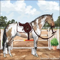 Horse Color:White Spotted Brown Dun Rabicano 