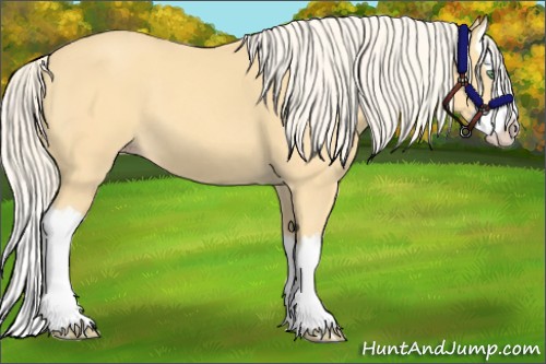 Horse Color:Gold Cream Champagne Splash 