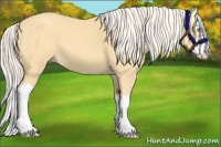 Horse Color:Gold Cream Champagne Splash 