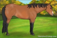 Horse Color:Bay Splash Frame 