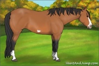 Horse Color:Bay Splash Frame