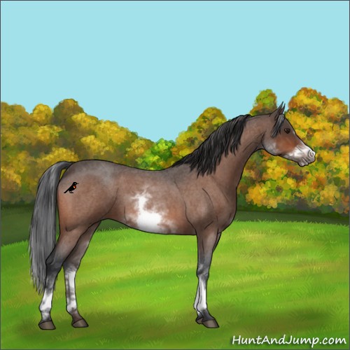 Horse Color:White Spotted Brown Roan Frame 