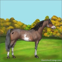 Horse Color:White Spotted Brown Roan Frame 