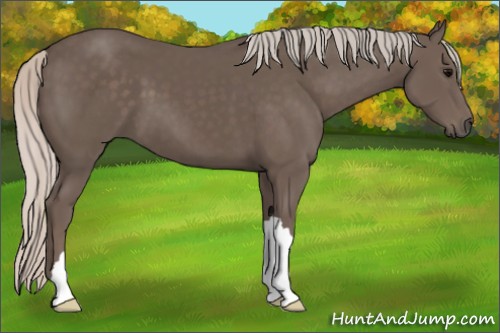 Horse Color:Silver Black
