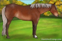 Horse Color:Silver Brown