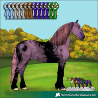 Horse Color:ERROR: UNKNOWN ANOMALY