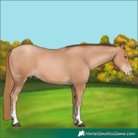 Horse Color:Chestnut Pearl