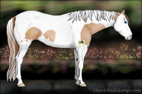 Horse Color:Bay Pearl Splash Tobiano