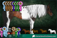 Horse Color:Gray Brown Tobiano Rabicano 