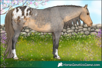 Horse Color:Buckskin Blanket 