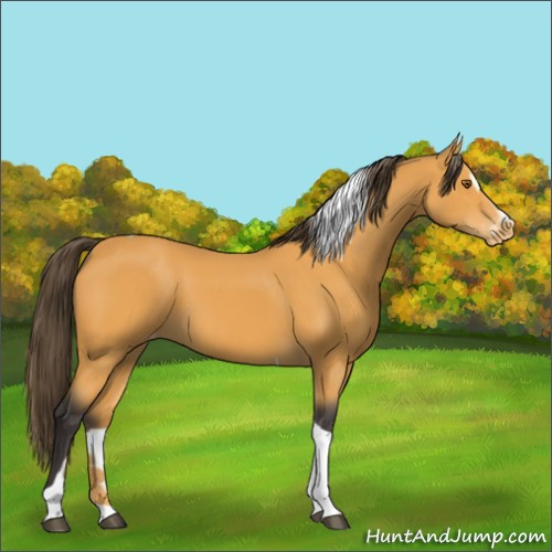 Horse Color:Buckskin Sabino Tobiano Varnish 