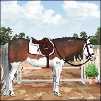 Horse Color:Brown Splash Rabicano