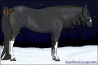 Horse Color:Black  and Black 