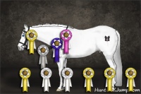 Horse Color:Gray Bay Sabino Tobiano Frame Rabicano 